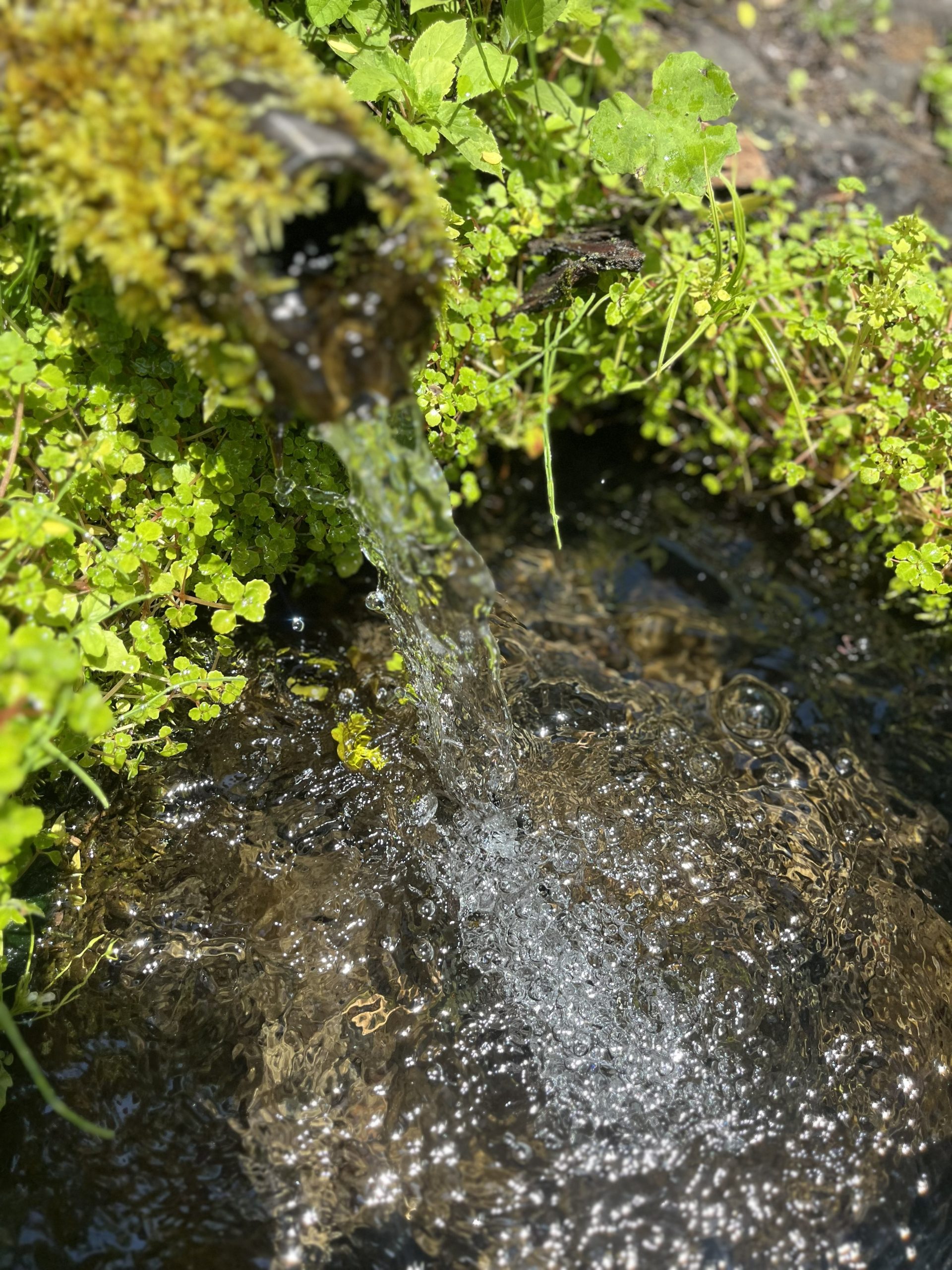 笹ヶ峰_湧水