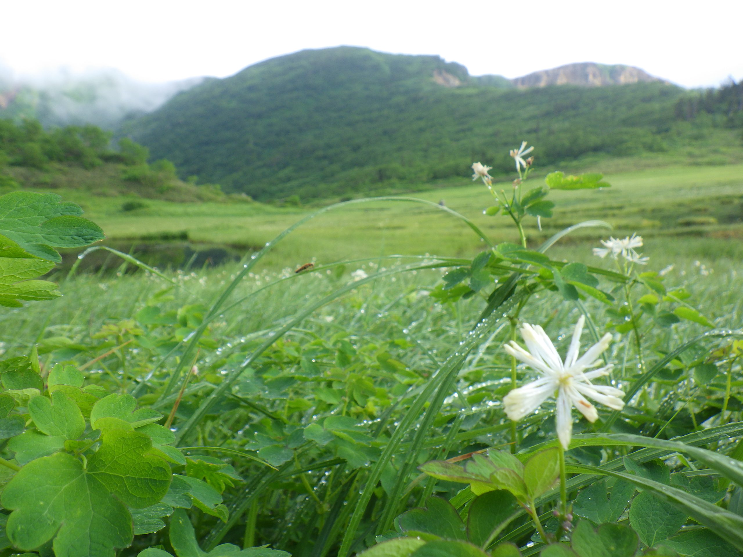 頚城五山_火打山お花