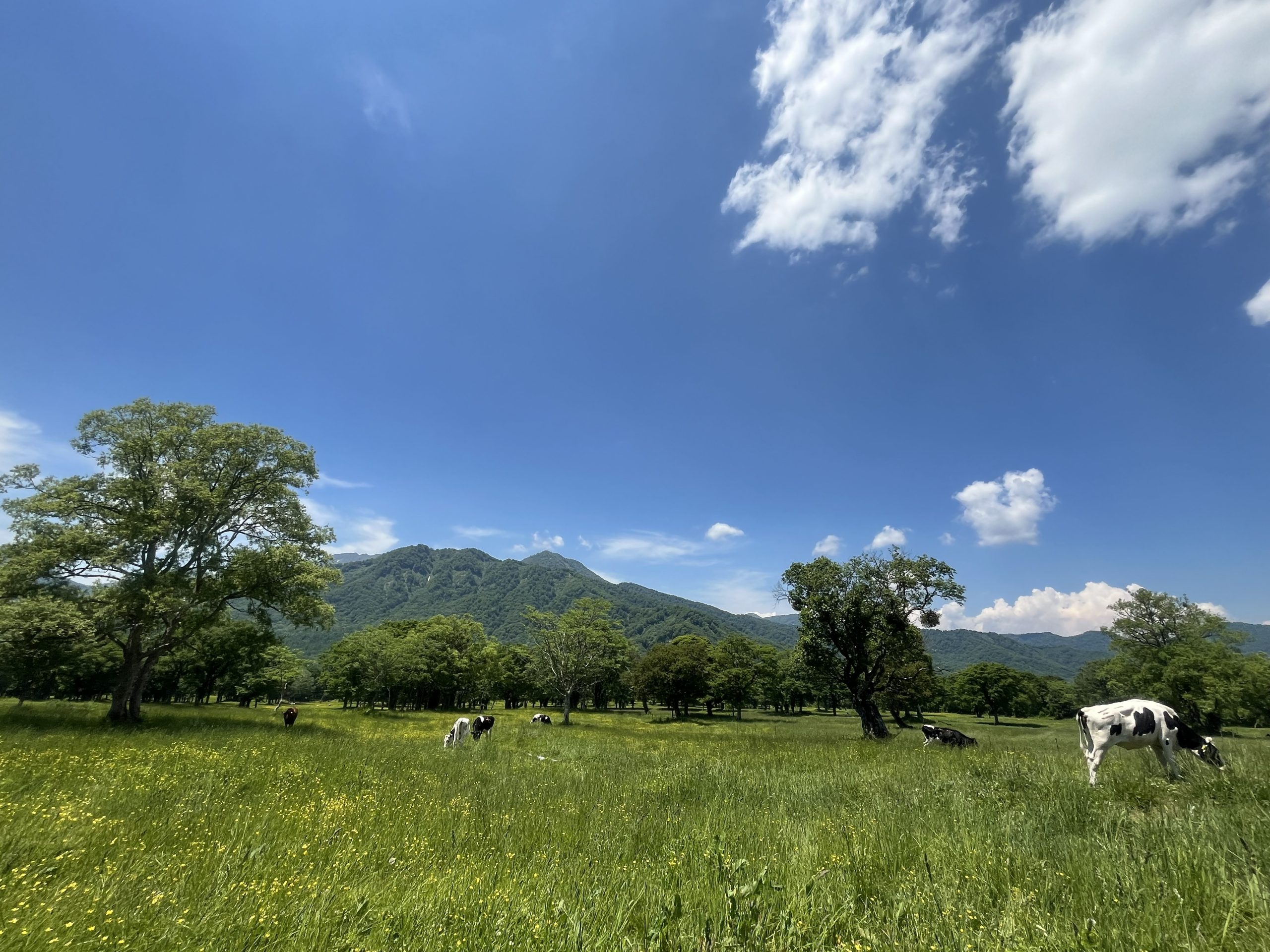 笹ヶ峰_牛のいる景色